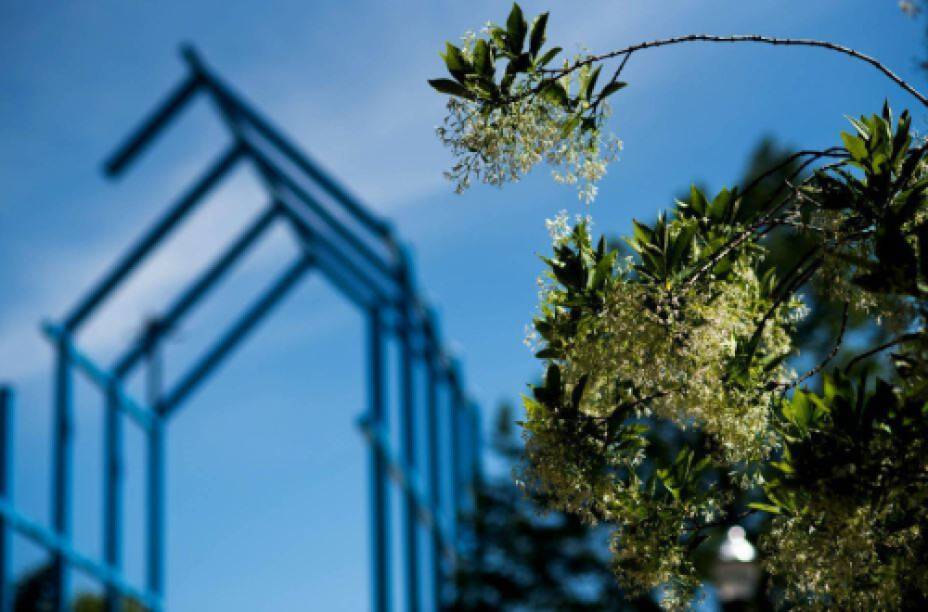 blue sculpture and tree on grand valley campus